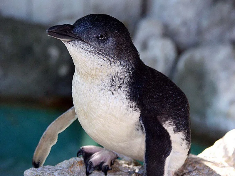 A small penguin with black and white feathers stands on a rocky surface near water