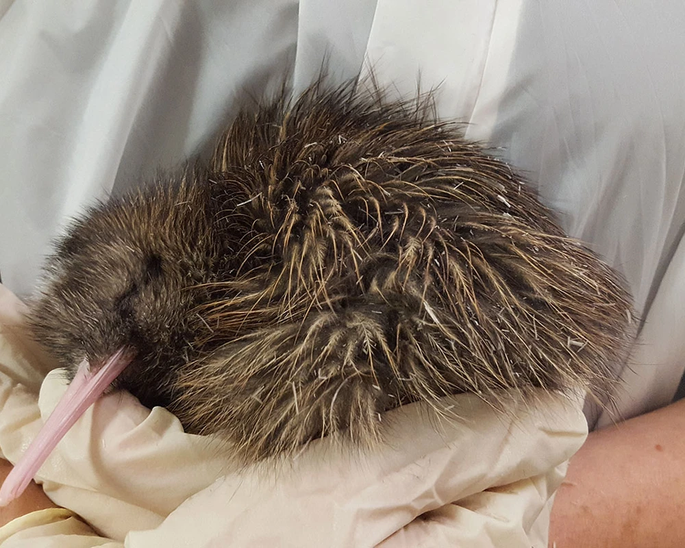 A person gently holds a sleeping kiwi bird with a long beak and fluffy brown feathers.