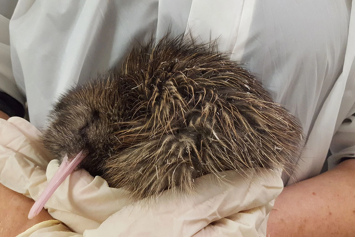 A person gently holds a sleeping kiwi bird with a long beak and fluffy brown feathers.