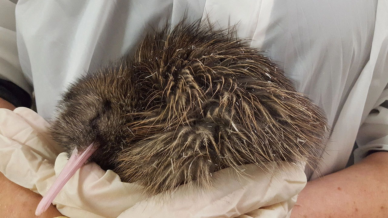 A person gently holds a sleeping kiwi bird with a long beak and fluffy brown feathers.