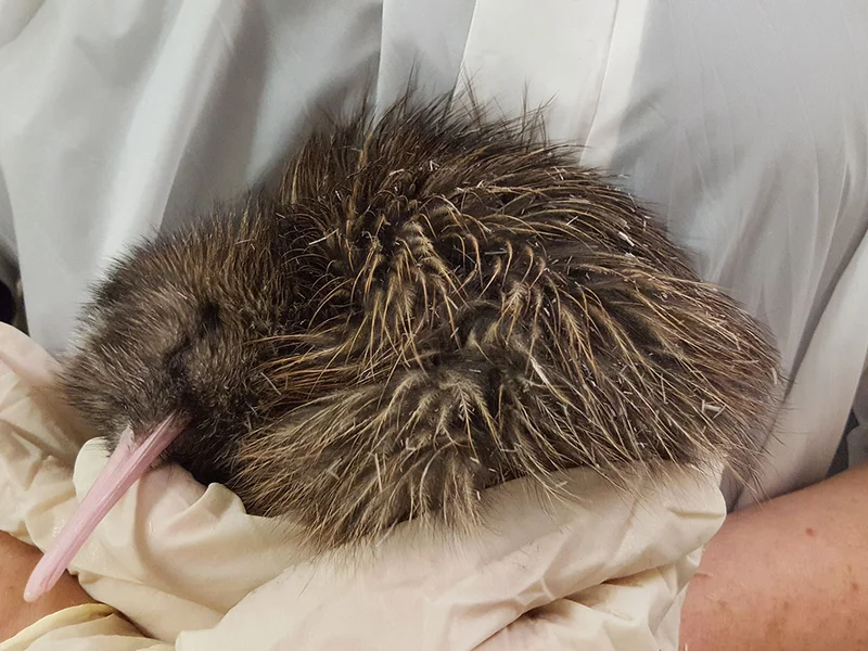 A person gently holds a sleeping kiwi bird with a long beak and fluffy brown feathers.