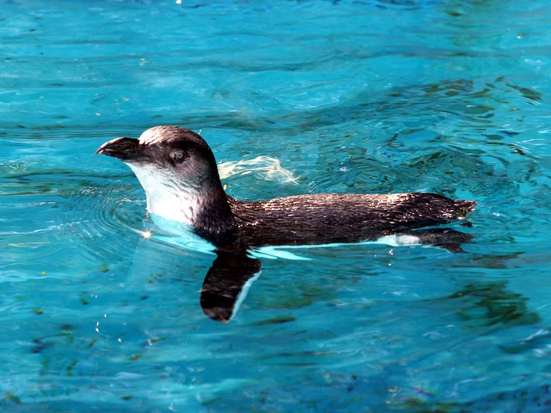 A penguin swims gracefully in clear blue water, its black and white feathers glistening under the sunlight.