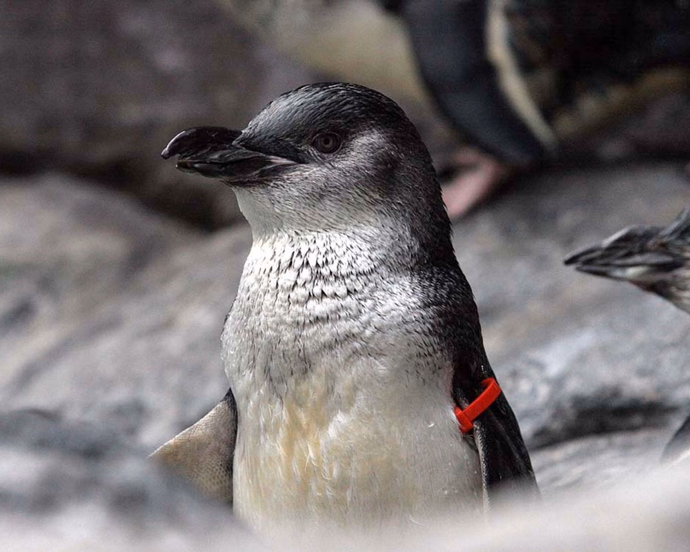 A penguin with a red tag on its wing stands among rocks, with other penguins visible in the background.