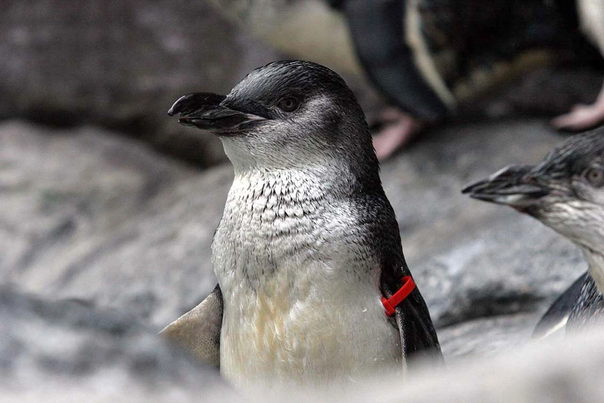 A penguin with a red tag on its wing stands among rocks, with other penguins visible in the background.