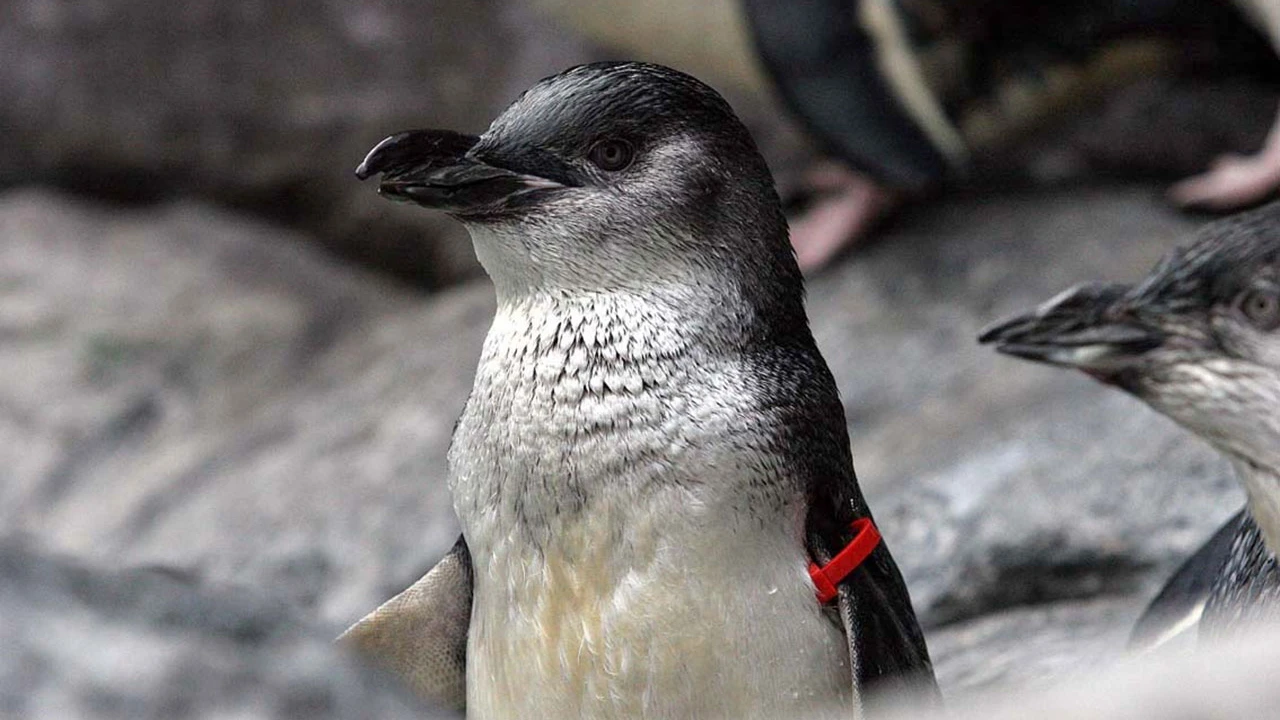 A penguin with a red tag on its wing stands among rocks, with other penguins visible in the background.