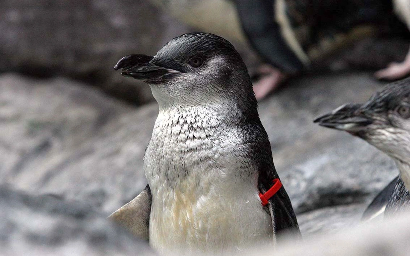 A penguin with a red tag on its wing stands among rocks, with other penguins visible in the background.