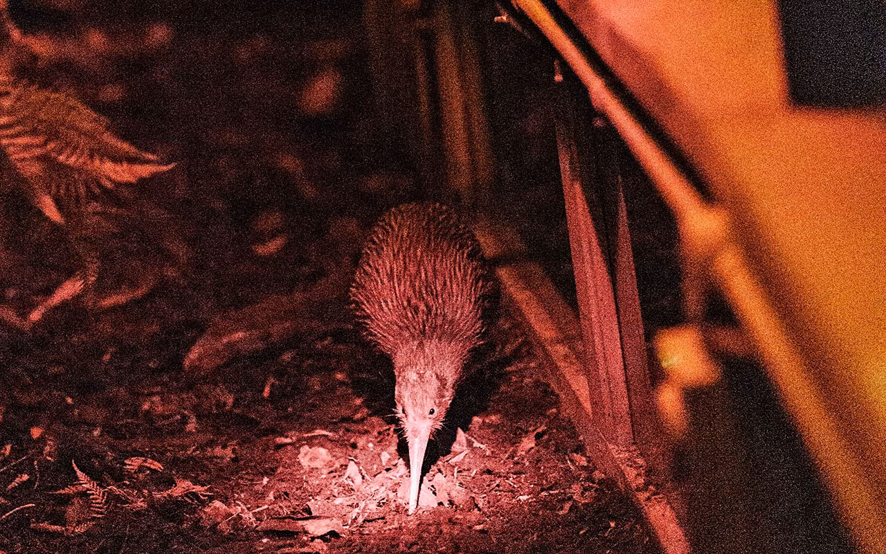 A kiwi bird forages on the ground under dim red lighting, surrounded by foliage and wooden structures.
