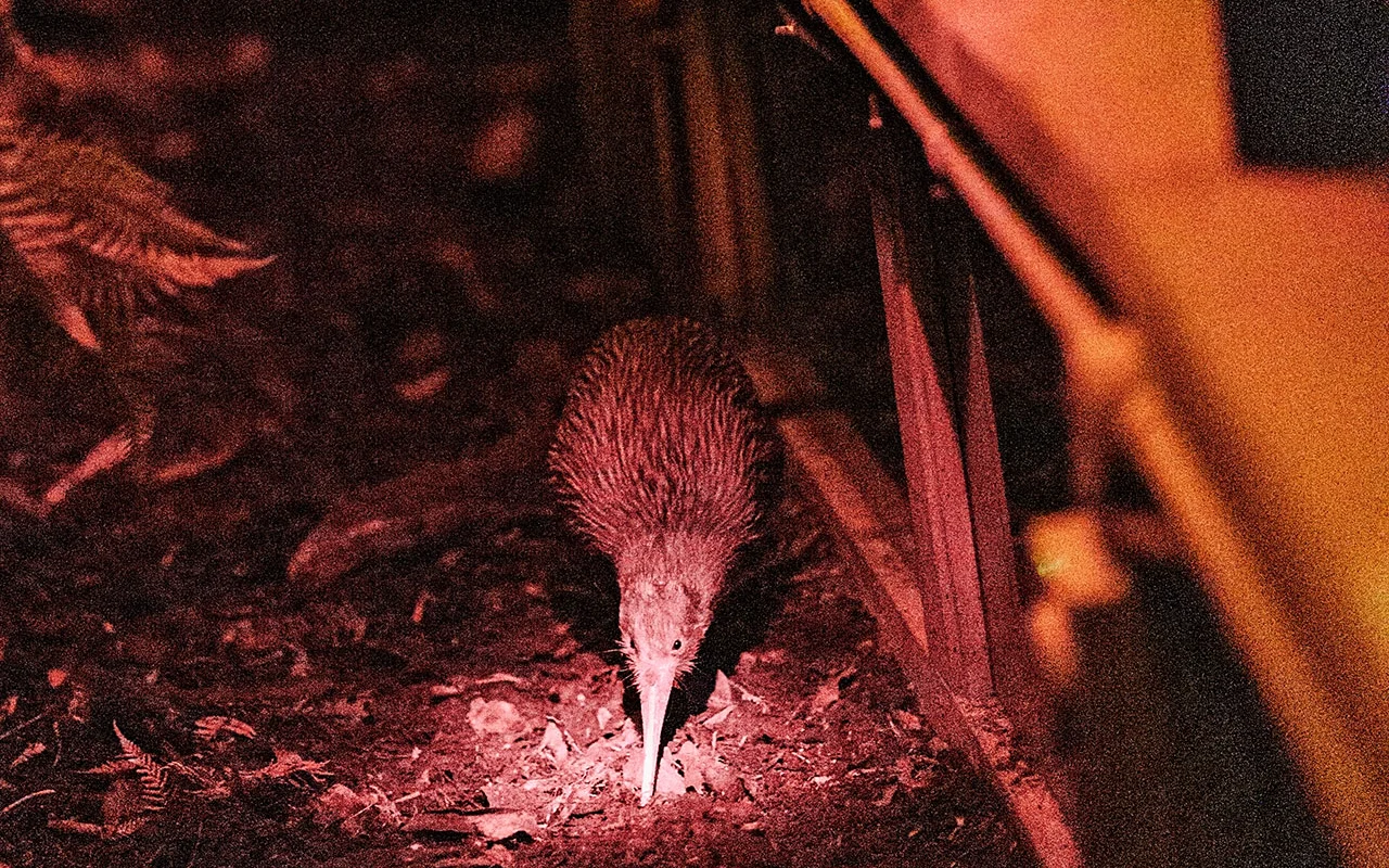 A kiwi bird forages on the ground under dim red lighting, surrounded by foliage and wooden structures.