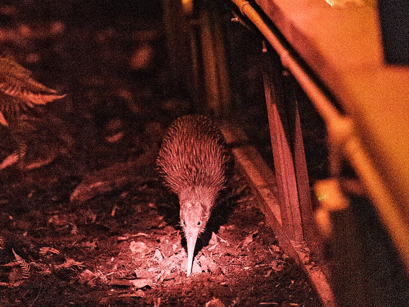 A kiwi bird forages on the ground under dim red lighting, surrounded by foliage and wooden structures.