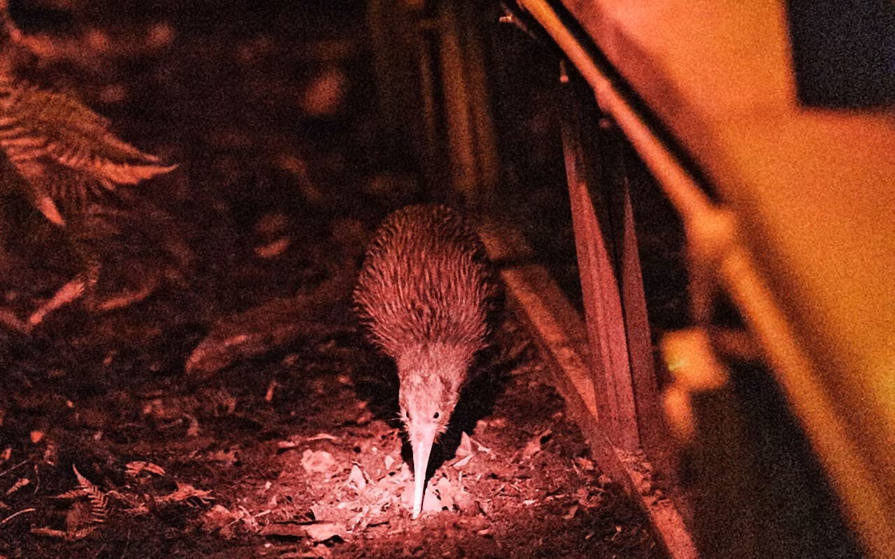 A kiwi bird forages on the ground under dim red lighting, surrounded by foliage and wooden structures.