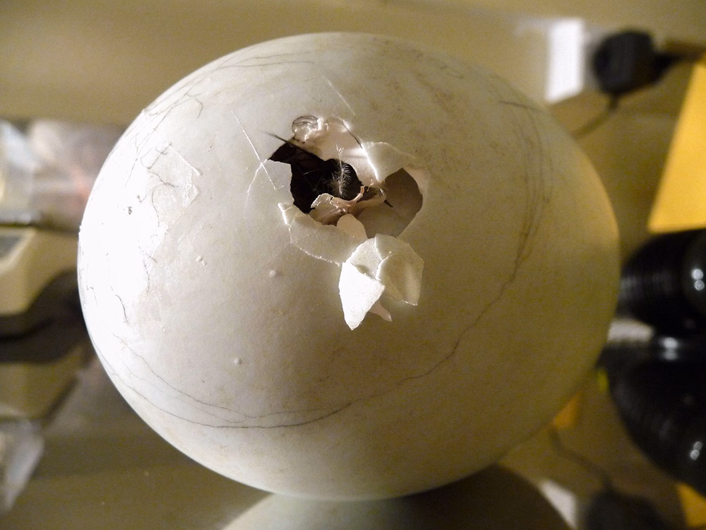 Close-up of a large egg with a small hole, indicating a hatching process.