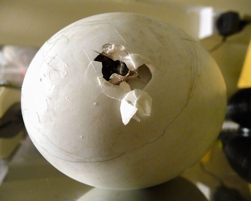 Close-up of a large egg with a small hole, indicating a hatching process.