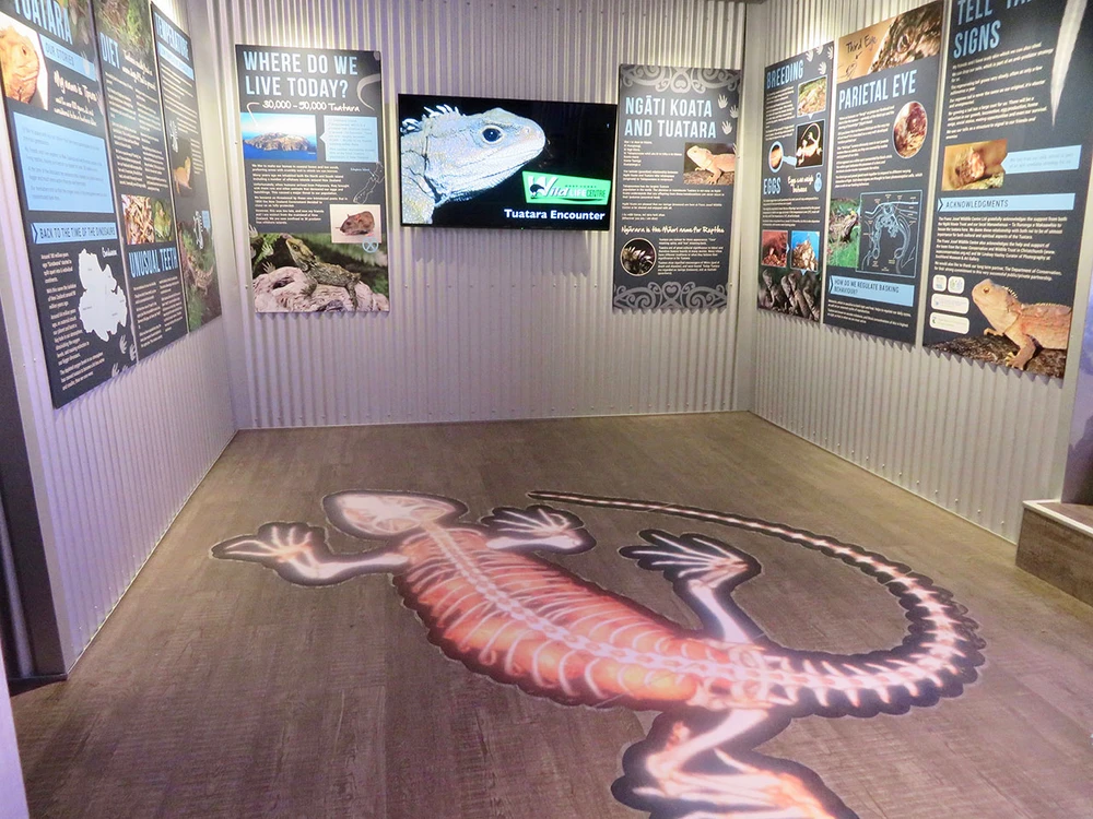 Exhibit room with informational panels and a large floor illustration of a tuatara, featuring educational displays about the species.