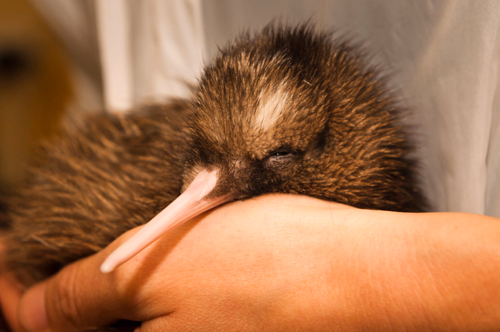 A small kiwi bird with a long beak is gently cradled in a person's hands, eyes closed, appearing calm and relaxed.