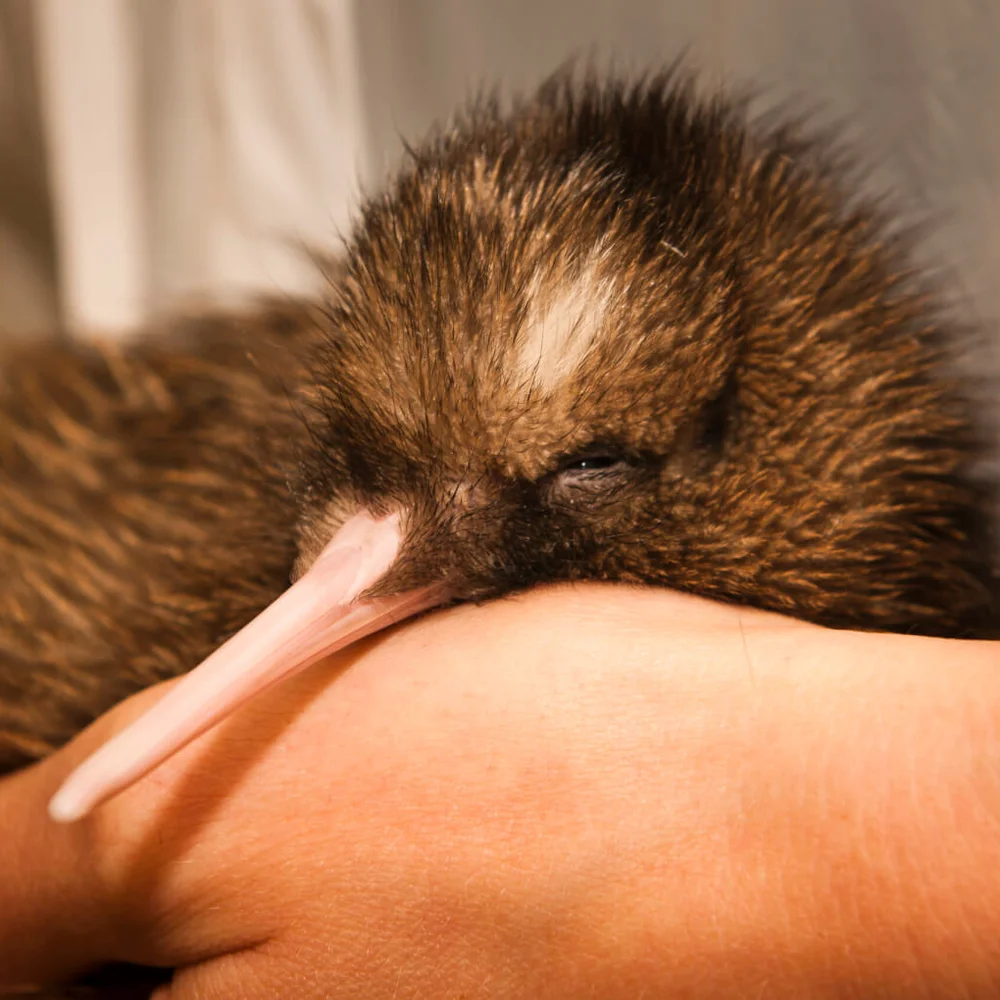 A small kiwi bird with a long beak is gently cradled in a person's hands, eyes closed, appearing calm and relaxed.