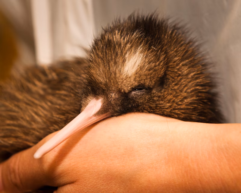 A small kiwi bird with a long beak is gently cradled in a person's hands, eyes closed, appearing calm and relaxed.
