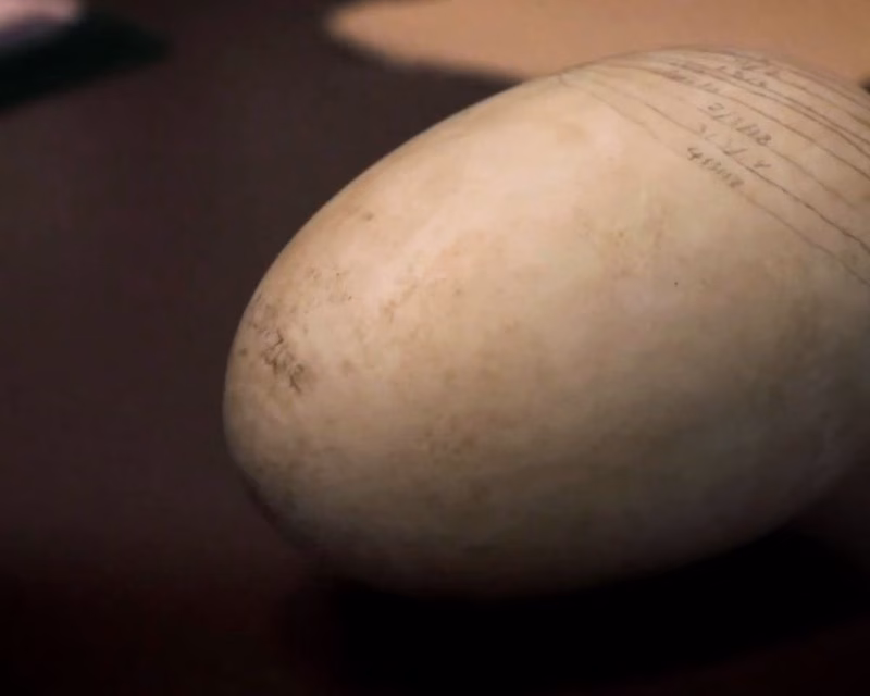 kiwi egg