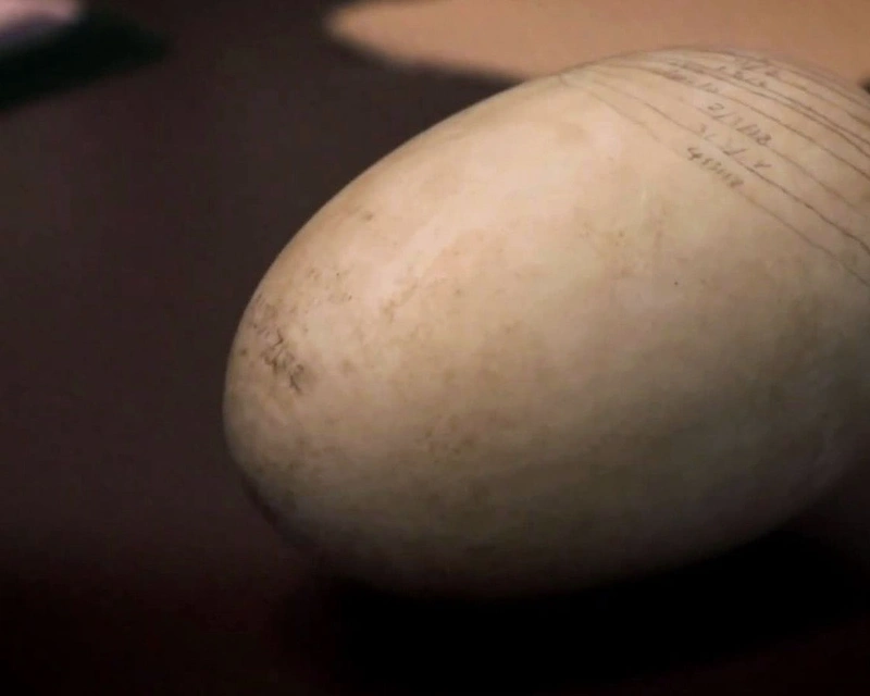 kiwi egg