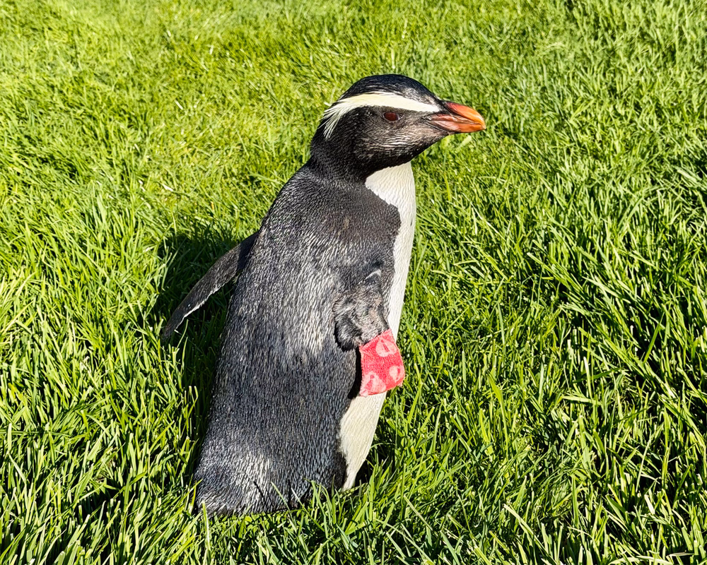 A penguin with a pink bandage on its wing stands on vibrant green grass.