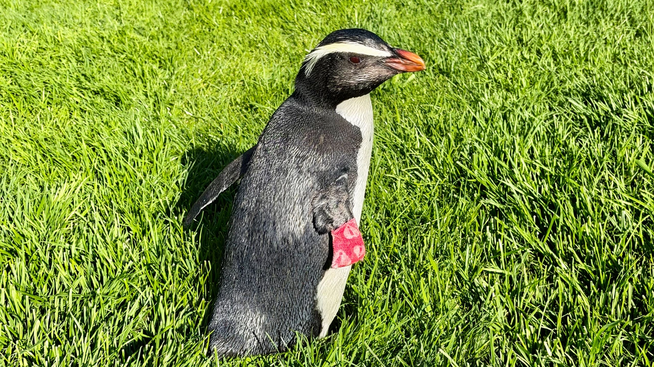 A penguin with a pink bandage on its wing stands on vibrant green grass.