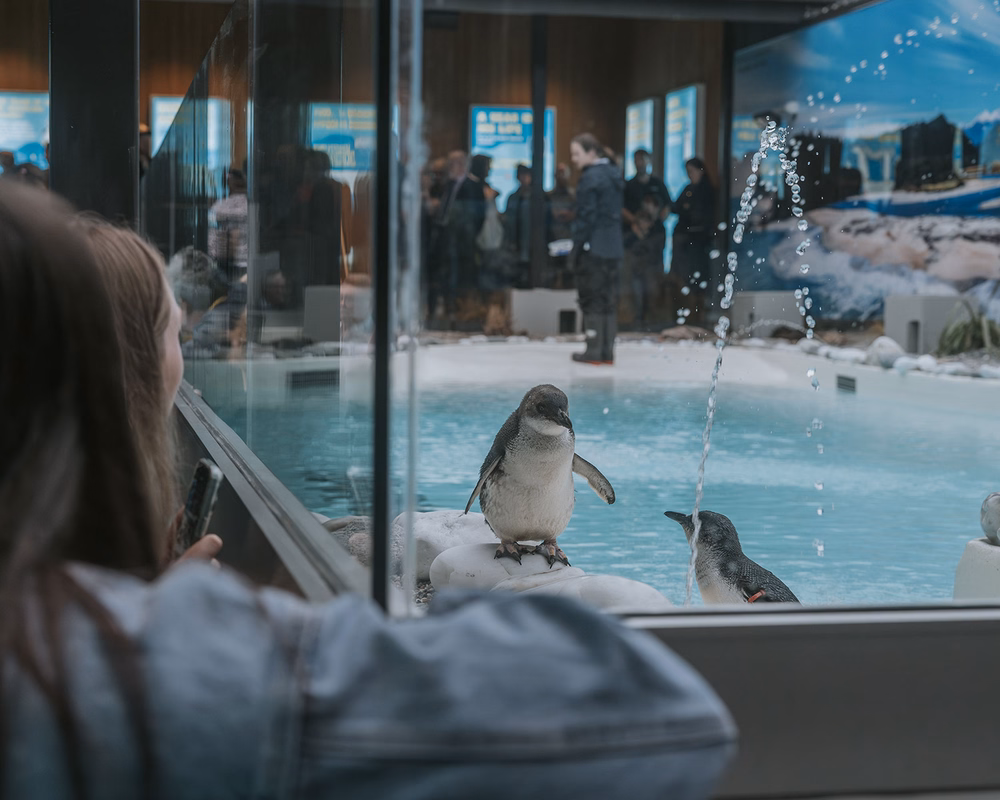 A person observes two penguins in an indoor enclosure, with one penguin standing on rocks near a pool and people visible in the background.