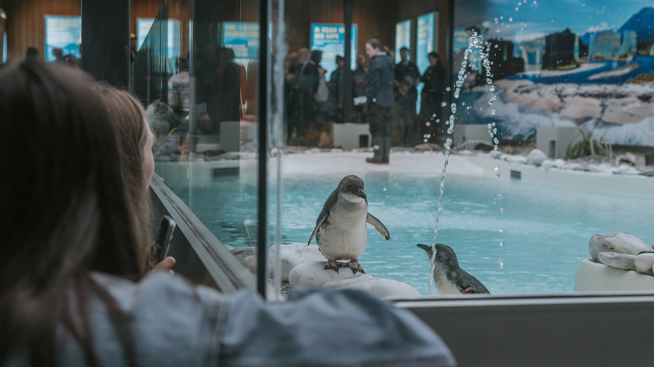 A person observes two penguins in an indoor enclosure, with one penguin standing on rocks near a pool and people visible in the background.