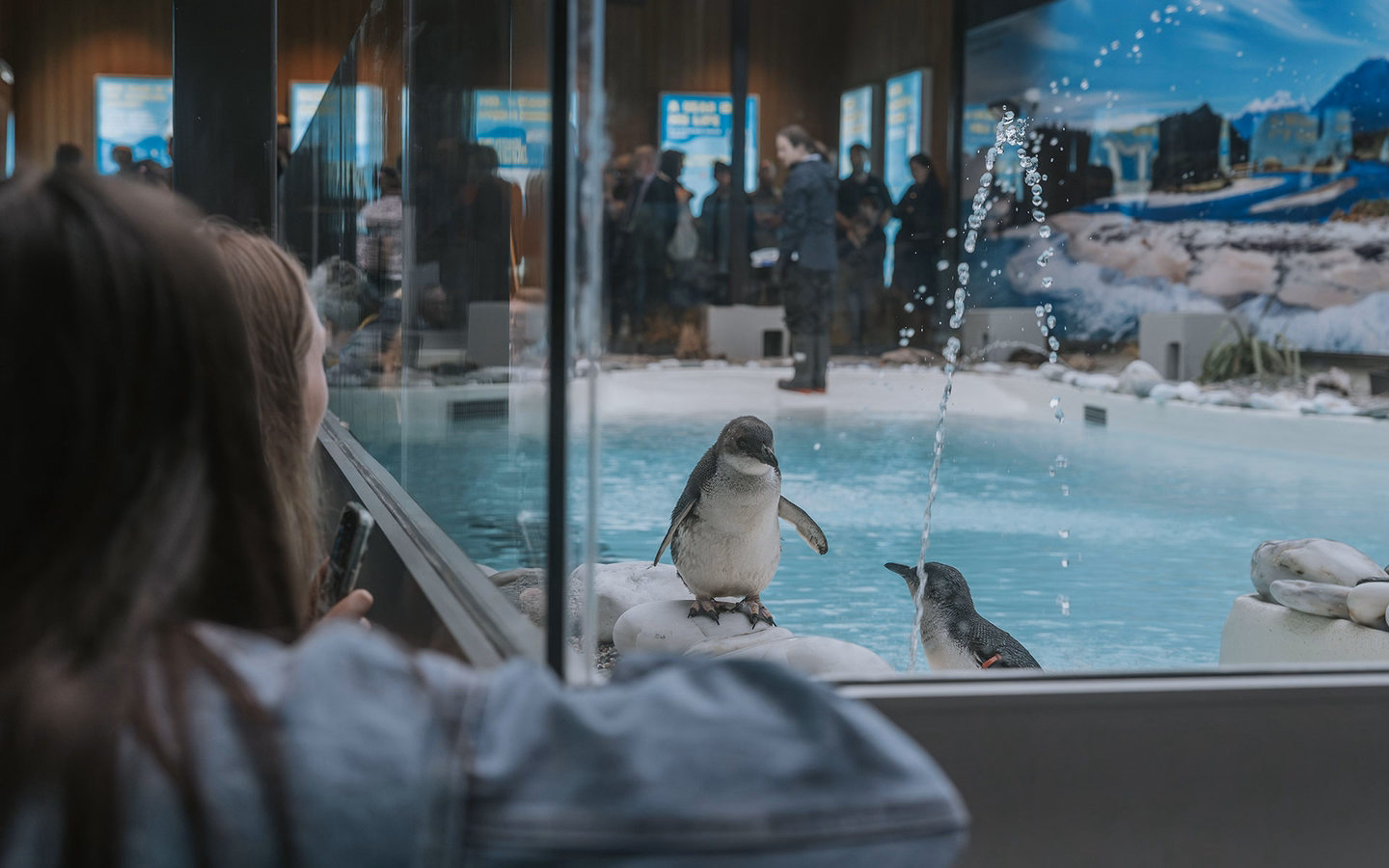 A person observes two penguins in an indoor enclosure, with one penguin standing on rocks near a pool and people visible in the background.