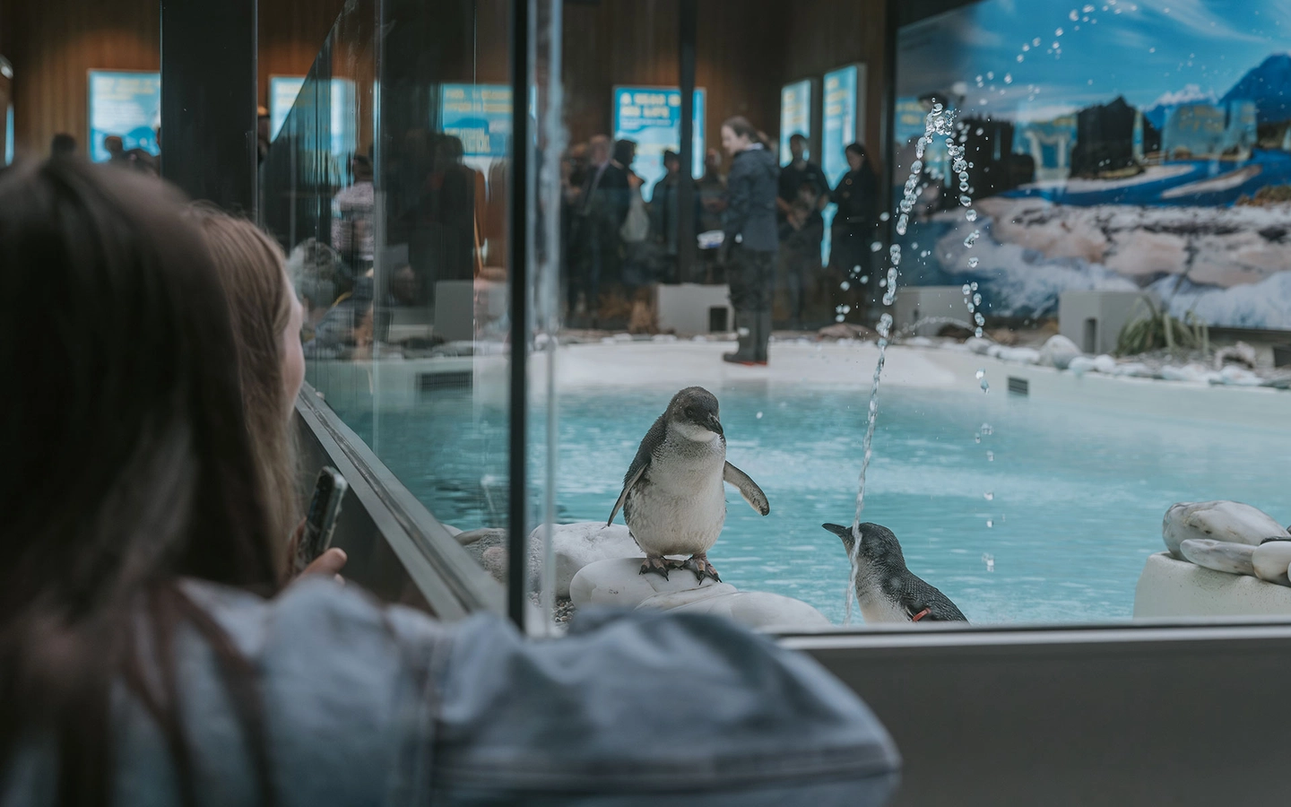 A person observes two penguins in an indoor enclosure, with one penguin standing on rocks near a pool and people visible in the background.