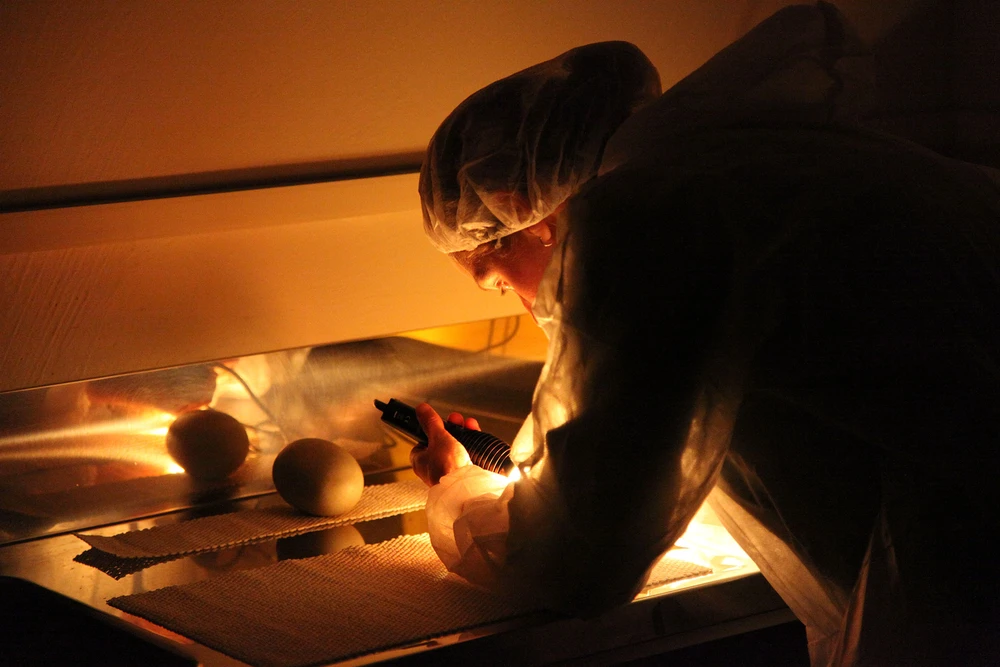 Person in protective clothing examines a melon under warm lighting with a flashlight, focusing on its surface in a lab setting.