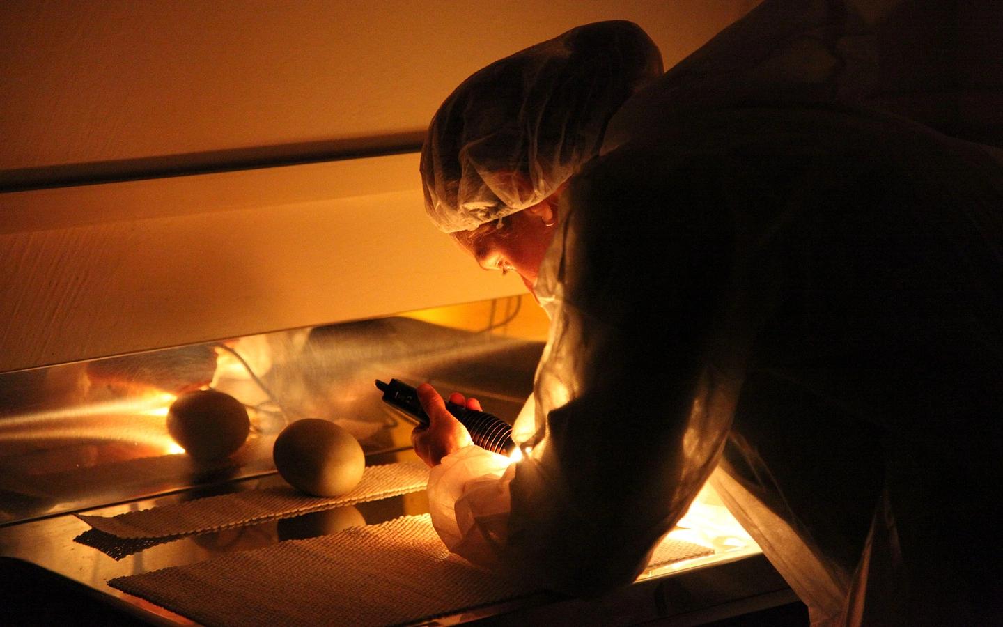 Person in protective clothing examines a melon under warm lighting with a flashlight, focusing on its surface in a lab setting.