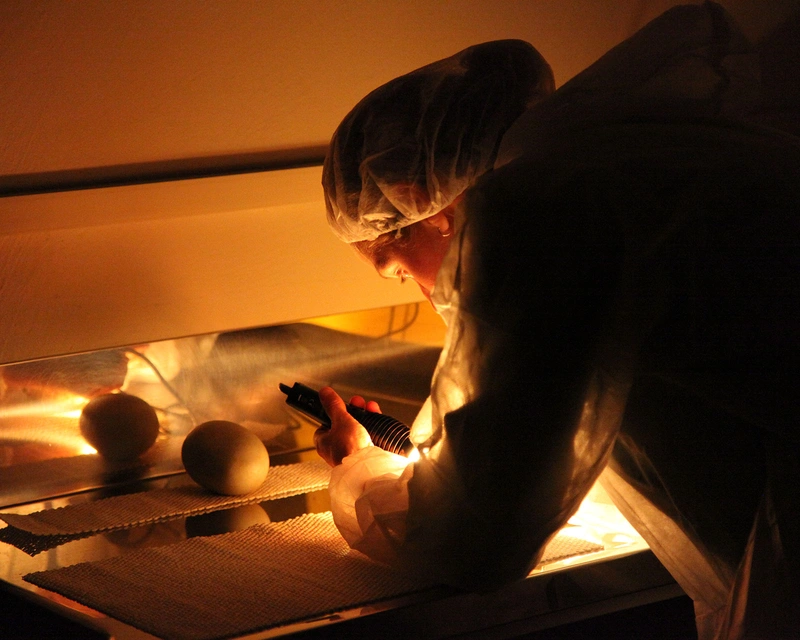 Person in protective clothing examines a melon under warm lighting with a flashlight, focusing on its surface in a lab setting.