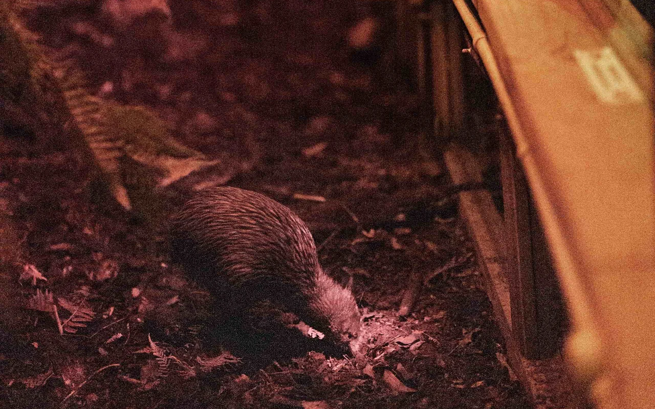 Two people observe a kiwi bird in a dimly lit enclosure, with red-tinted lighting and foliage surrounding the scene.