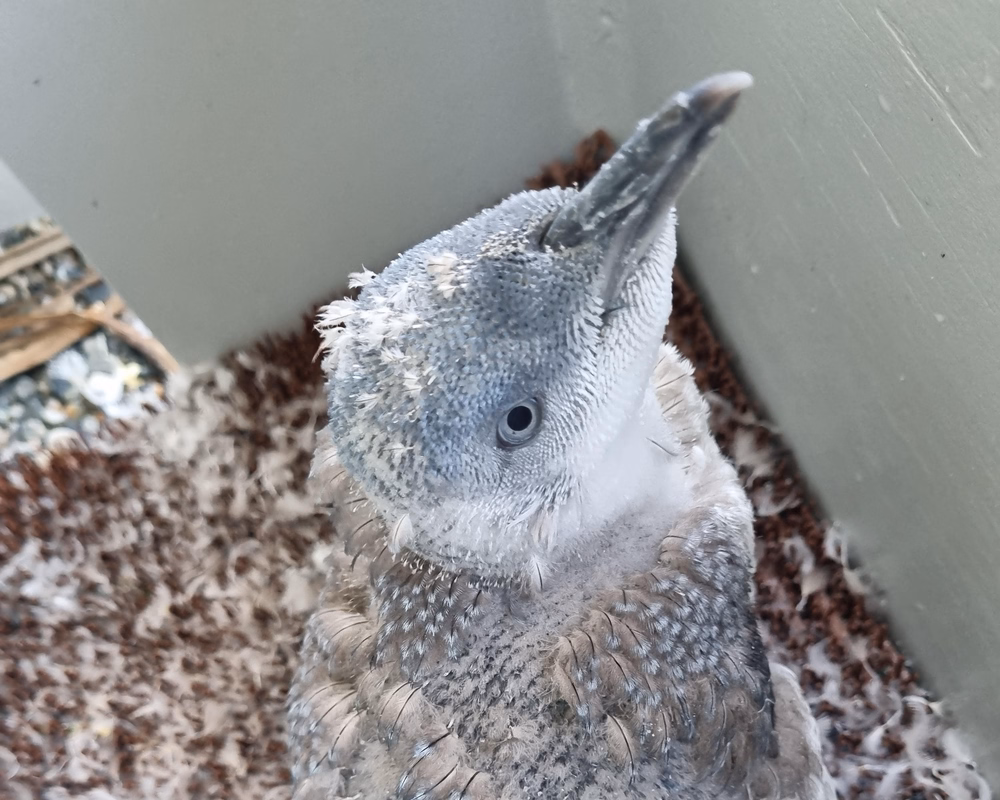 Fluffy penguin chick with grey and white feathers sits in a box, looking up. Feathers are scattered around.