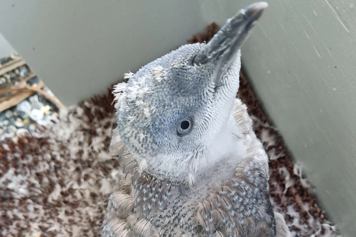 Fluffy penguin chick with grey and white feathers sits in a box, looking up. Feathers are scattered around.