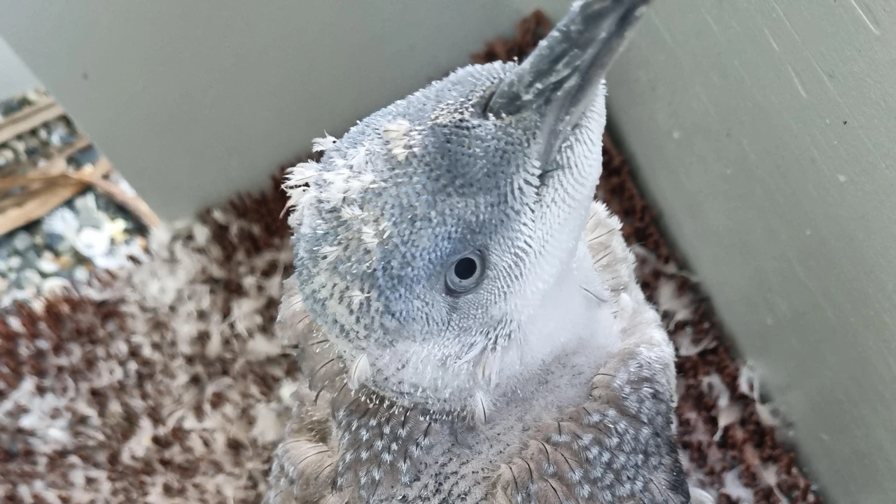 Fluffy penguin chick with grey and white feathers sits in a box, looking up. Feathers are scattered around.