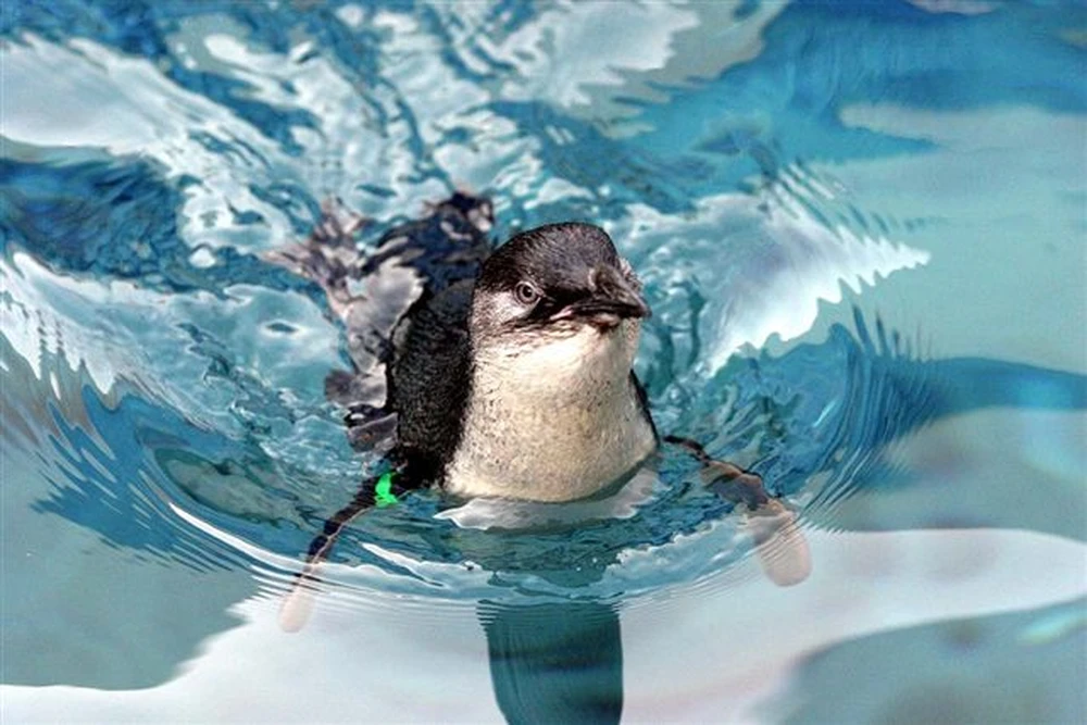 A penguin swimming in clear blue water with its wings spread, creating ripples around it.