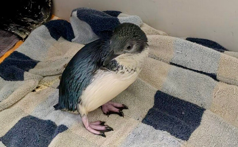 New Ambassador Penguin Korora