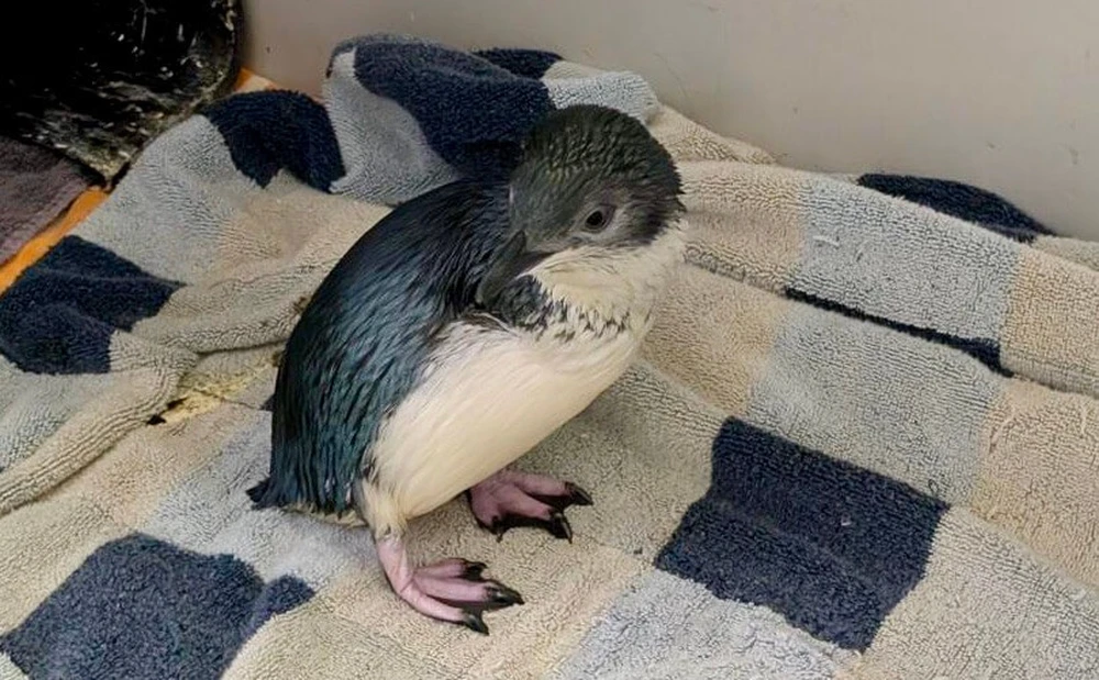 New Ambassador Penguin Korora