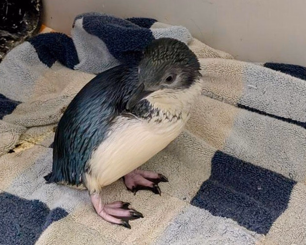 New Ambassador Penguin Korora, Katy