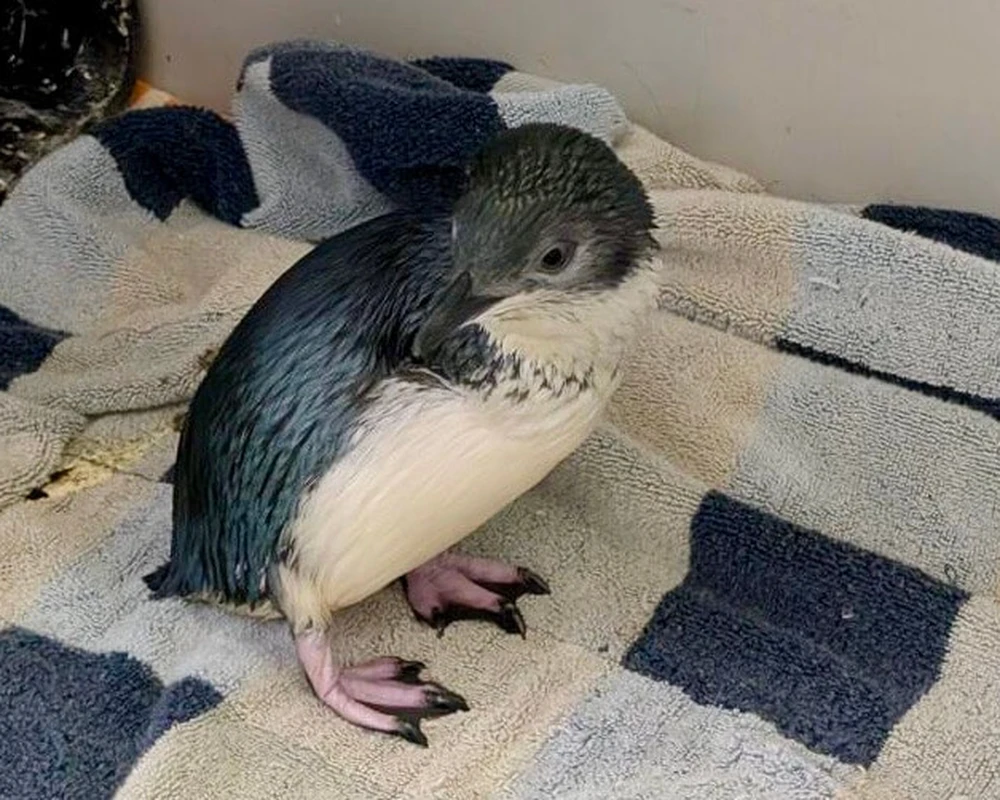 New Ambassador Penguin Korora, Katy