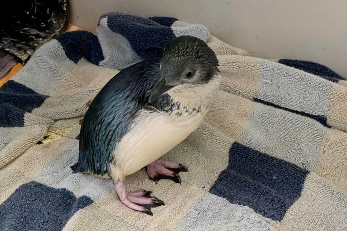 New Ambassador Penguin Korora, Katy