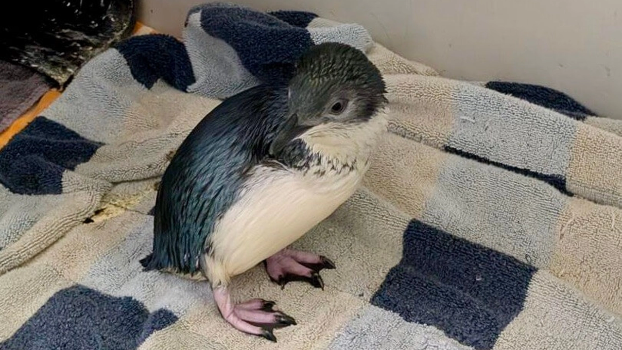 New Ambassador Penguin Korora, Katy