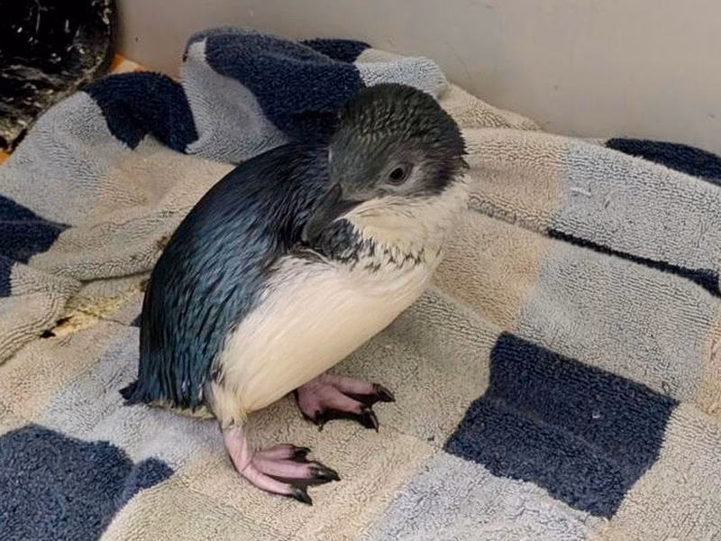 New Ambassador Penguin Korora