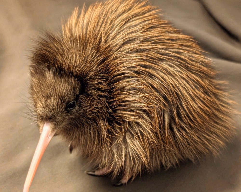 A fluffy brown hast Tokoeka kiwi bird with a long beak stands on a soft surface.