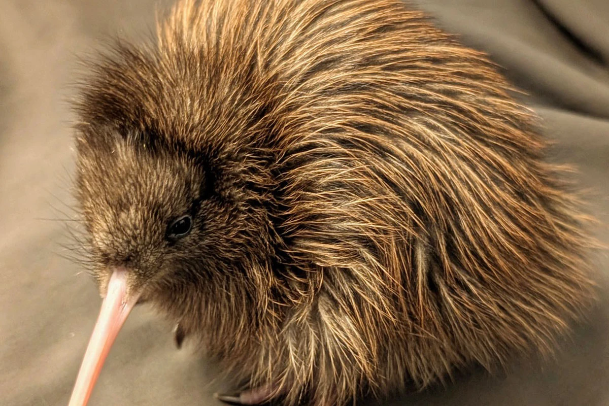 A fluffy brown hast Tokoeka kiwi bird with a long beak stands on a soft surface.