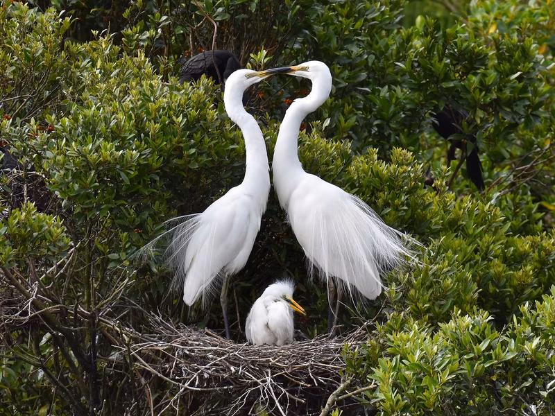 breeding habits and cultural significance of the revered Kōtuku