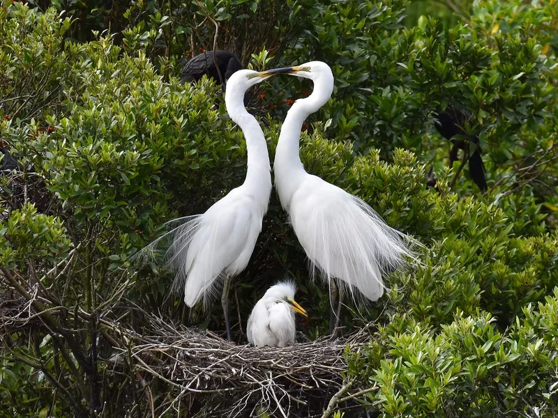 breeding habits and cultural significance of the revered Kōtuku