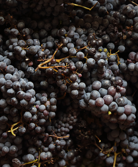 Regional aus hochwertigsten Zutaten