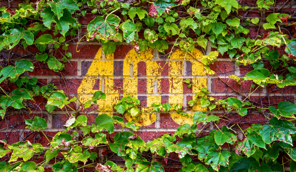 Wrigley Field Ivy
