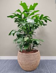 stevens-interieurbeplanting-13